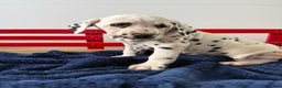 Dalmatian dogs for sale: Trinity - Ad 10