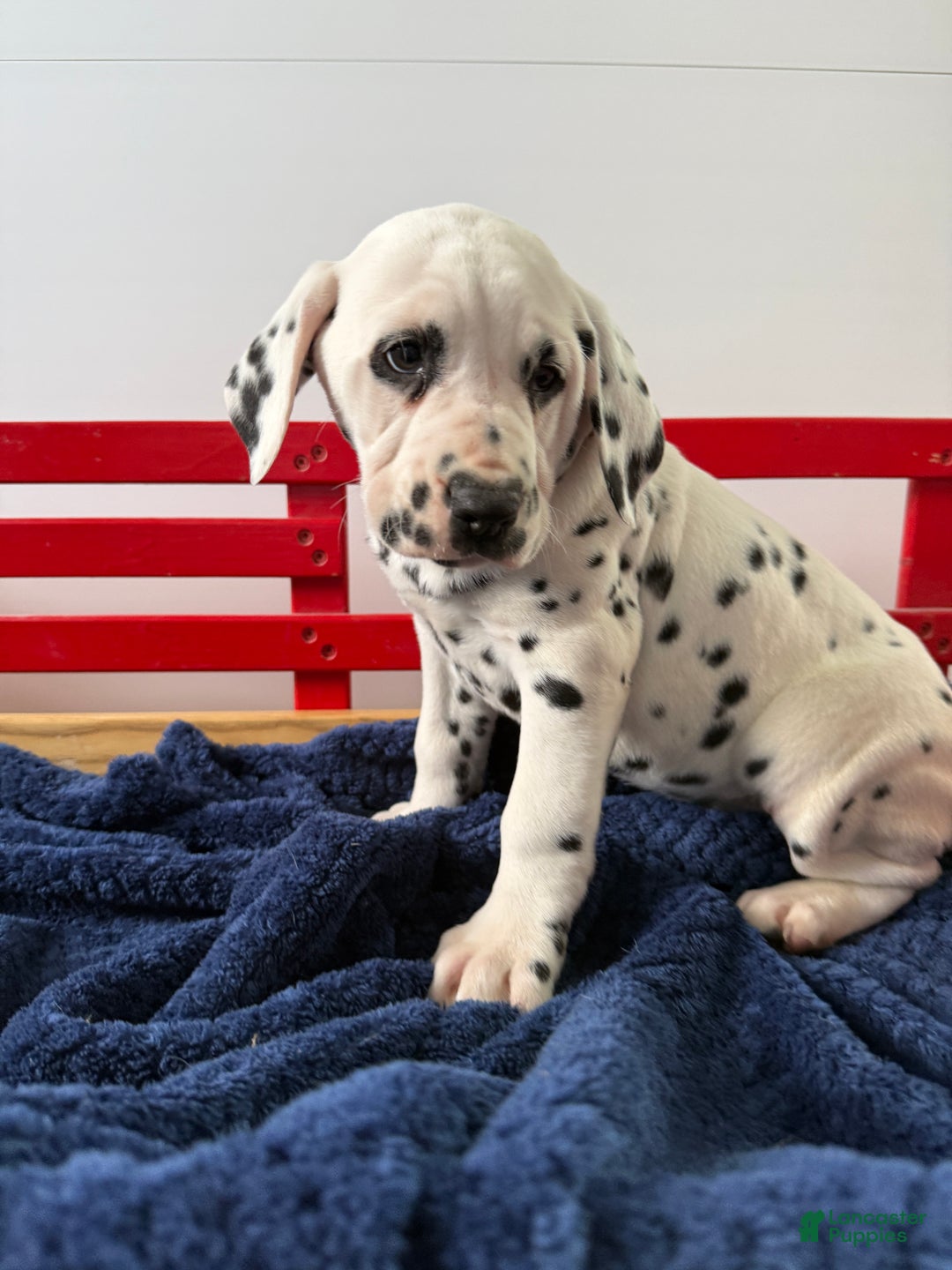 Dalmatian dogs for sale: Trinity - Ad 10