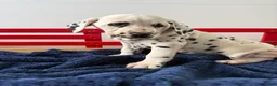 Dalmatian dogs for sale: Trinity - Ad 10