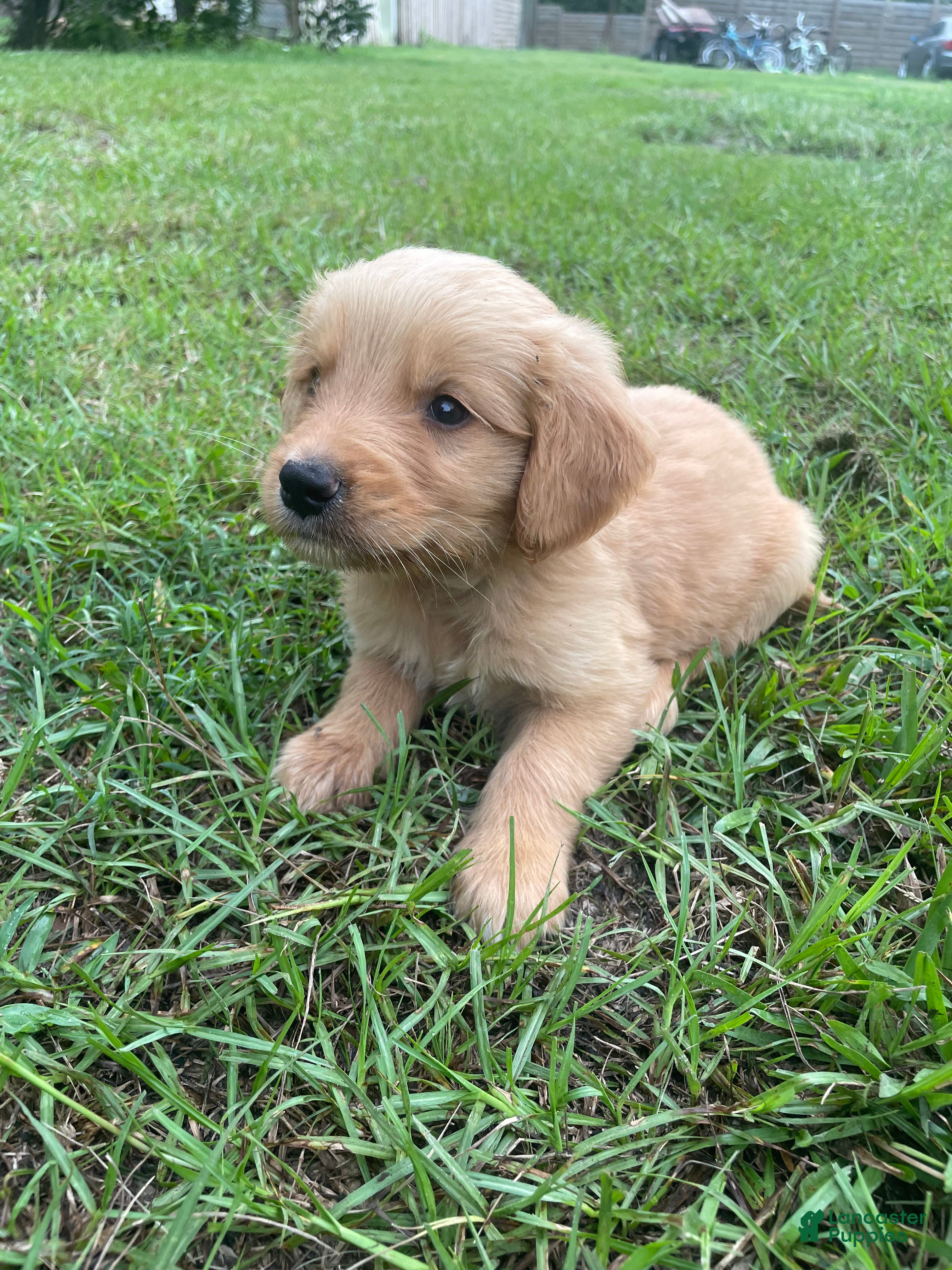 Golden Retriever dogs Billy  - Ad 1