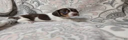 Miniature Dachshund dogs for sale: Boy 8708 - Ad 1
