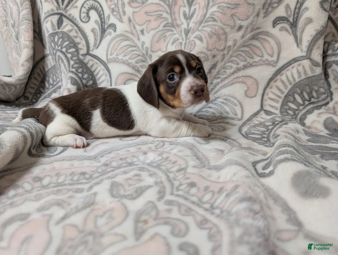 Miniature Dachshund dogs for sale: Boy 8708 - Ad 1