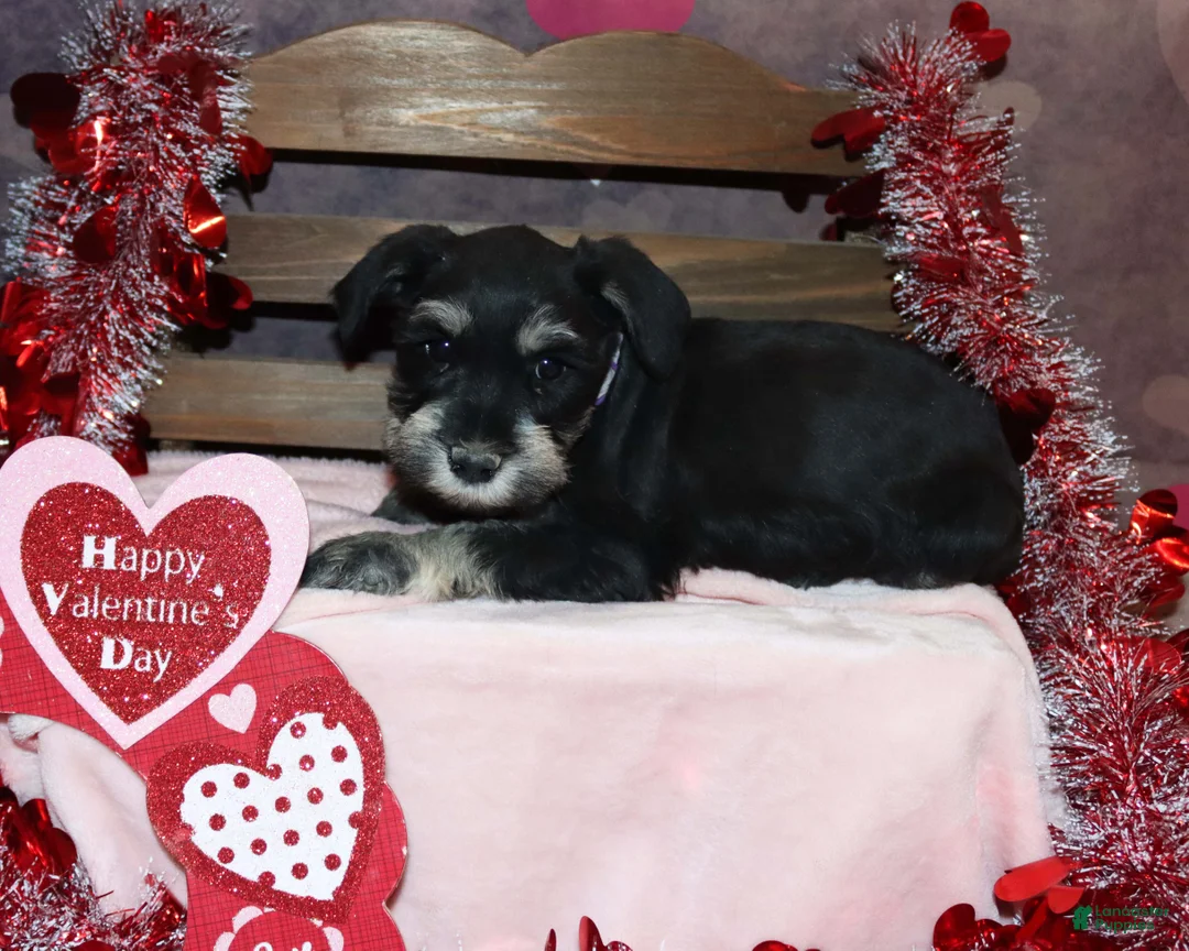 Miniature Schnauzer dogs for sale: skylar - Ad 5