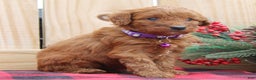 Irish Doodle dogs for sale: Vesta - Mini - Ad 1