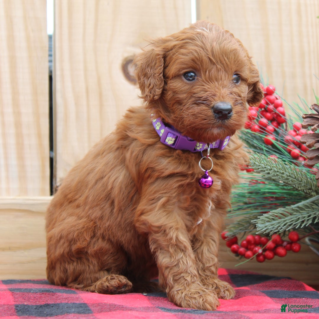 Irish Doodle dogs for sale: Vesta - Mini - Ad 1