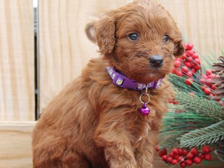 Irish Doodle dogs Vesta - Mini - Ad 5