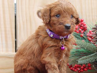 Irish Doodle dogs Vesta - Mini - Ad 5