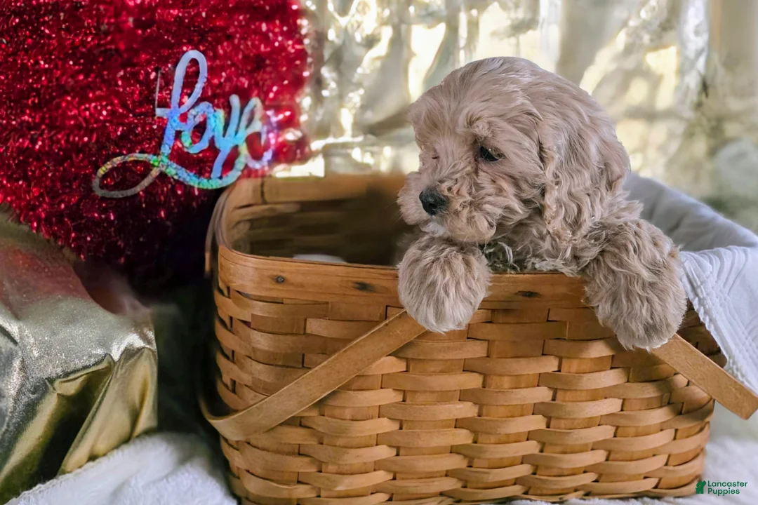 Cockapoo dogs for sale: Felix - Ad 3