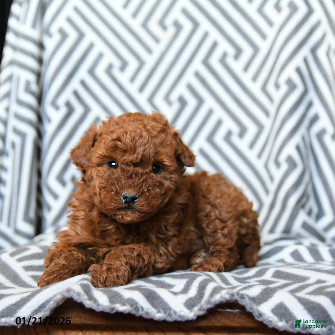 Mini Goldendoodle dogs for sale: Rolo - Ad 2
