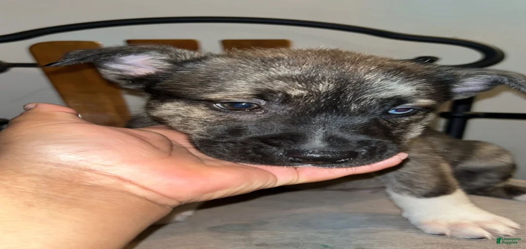 Gallery Image {{count}}