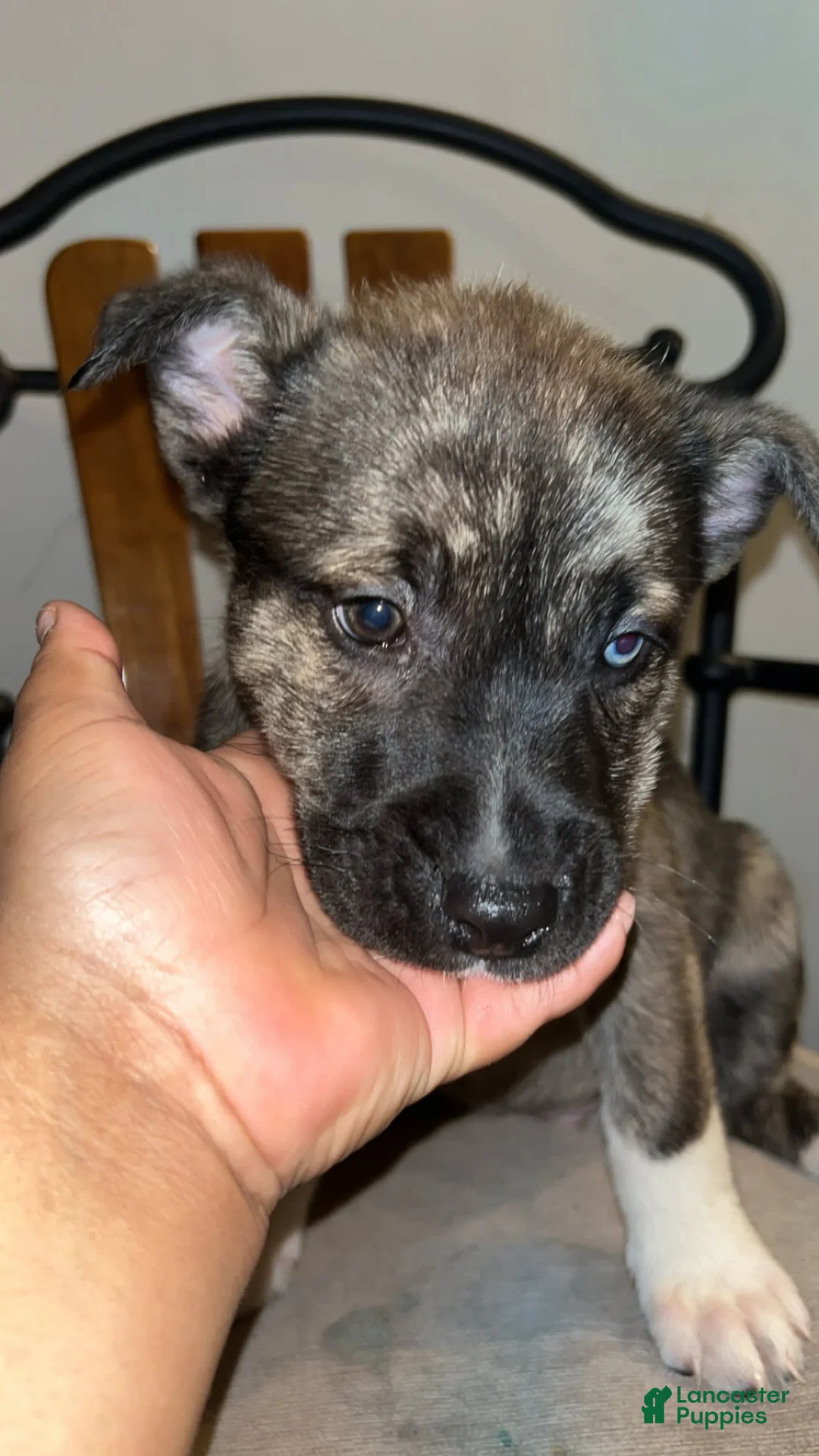 Gallery Image {{count}}