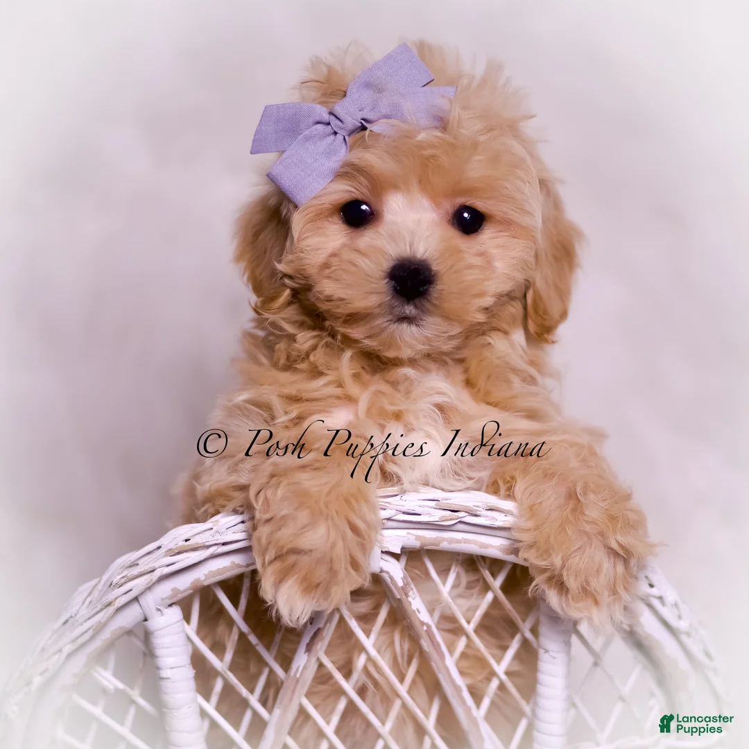 Maltipoo dogs for sale: Petunia - Ad 1