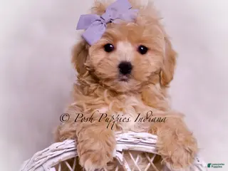 Maltipoo dogs Petunia - Ad 7