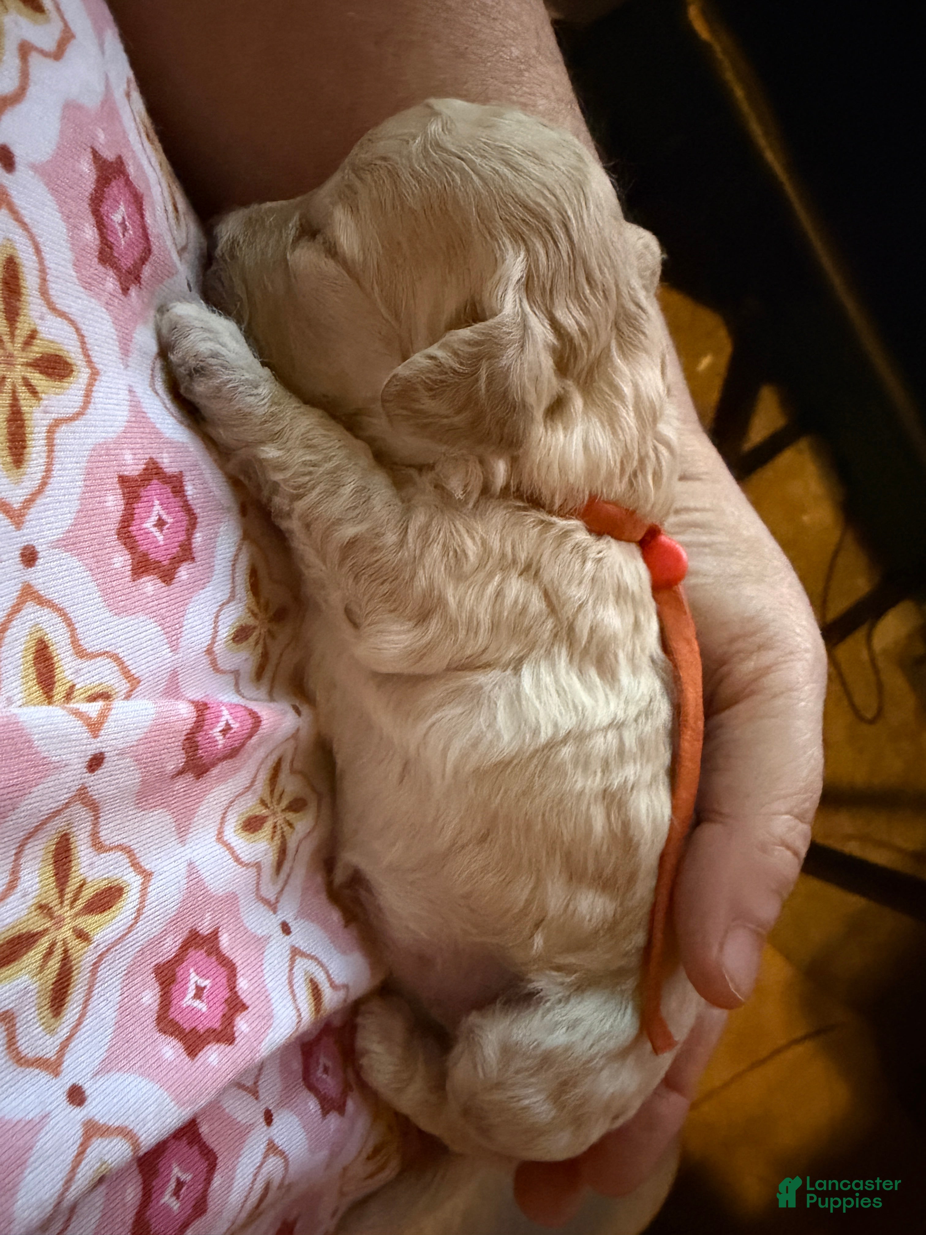 Miniature Poodle dogs AKC Miniature Poodle Apricot Female - Ad 1