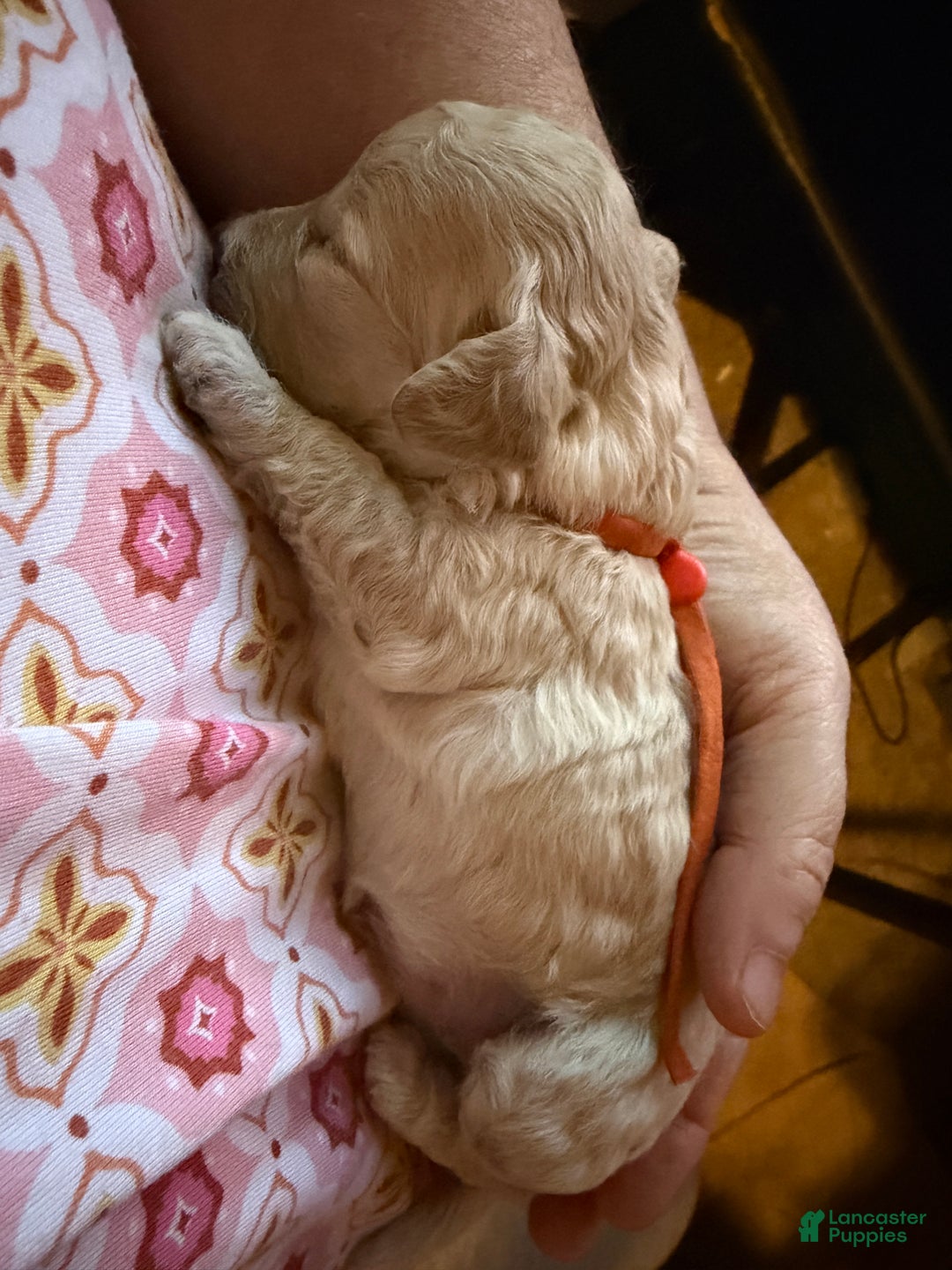 Miniature Poodle dogs for sale: AKC Miniature Poodle Apricot Female - Ad 1