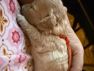 Miniature Poodle dogs AKC Miniature Poodle Apricot Female - Ad 1