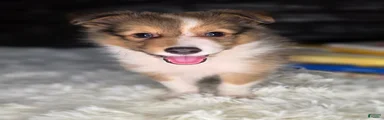 Kimberling