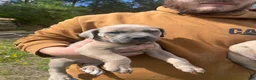 Cane Corso dogs for sale: Cane Corso Puppy 2 - Ad 2