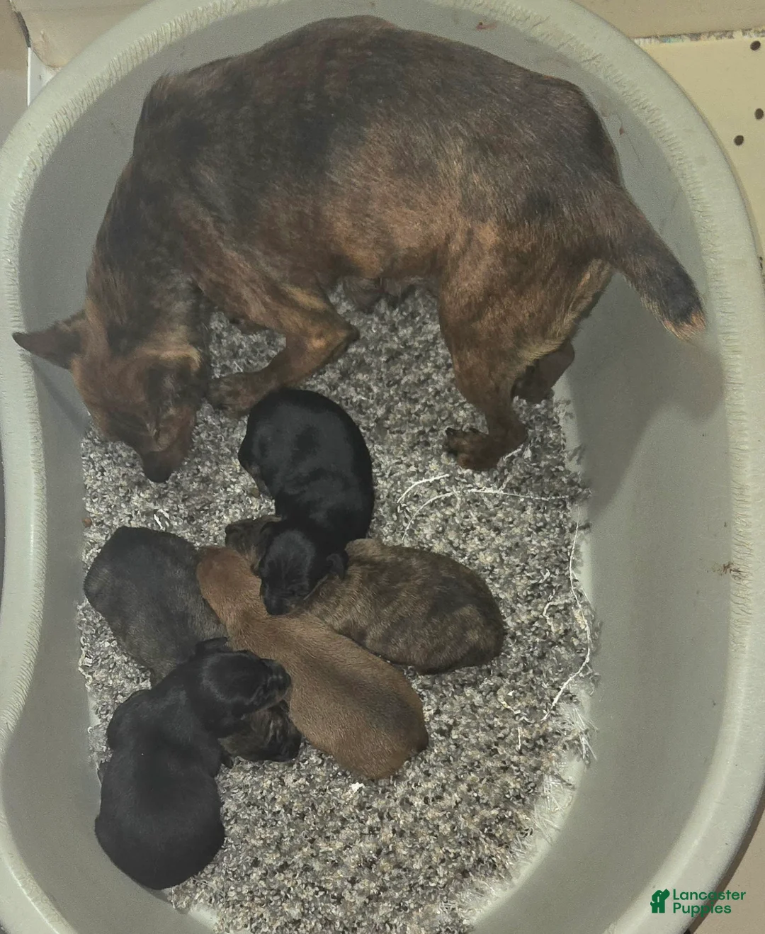 Miniature Pinscher dogs for sale: Miniature Pinscher Puppy 3 - Ad 6