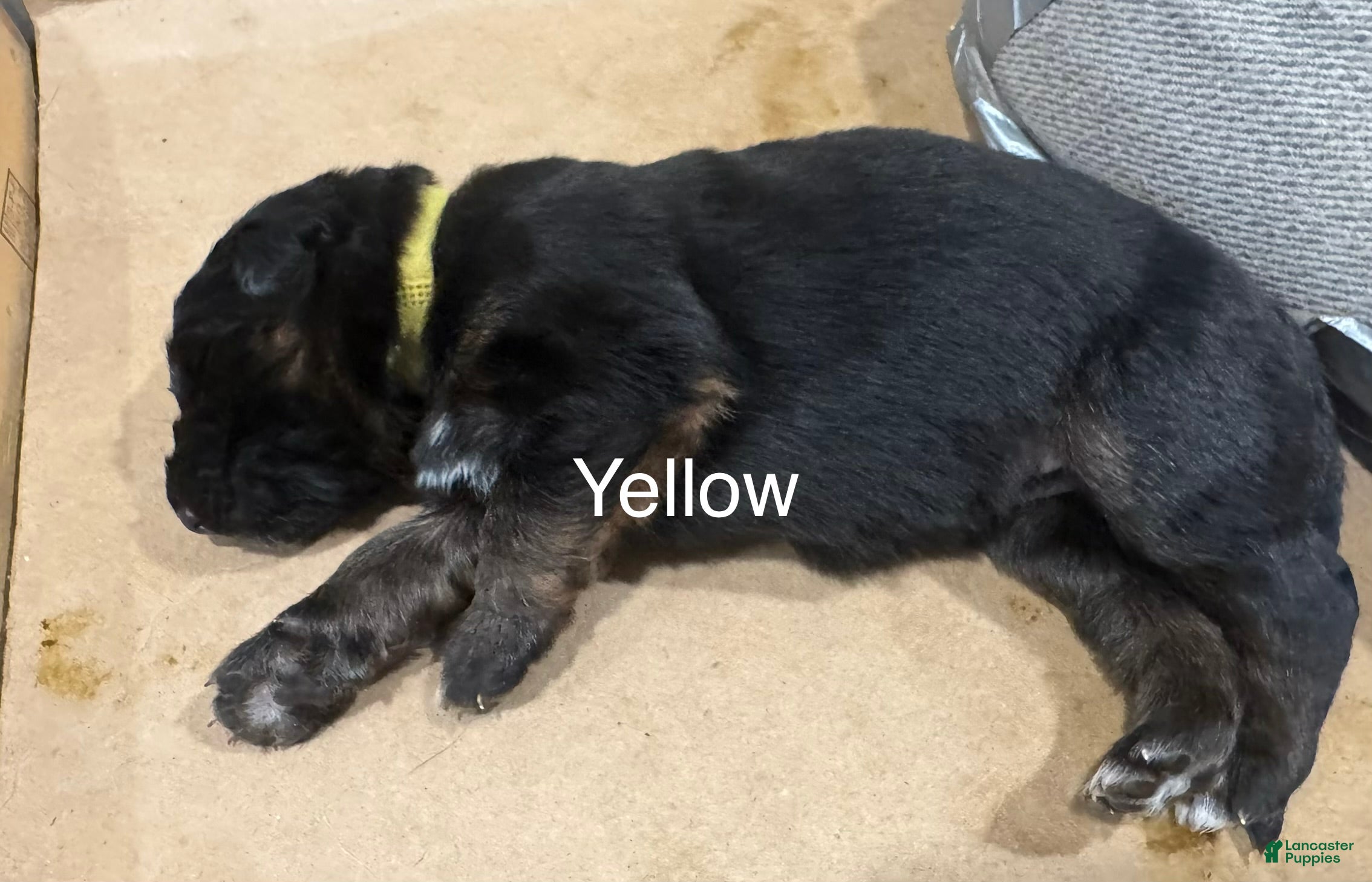 German Shepherd dogs Yellow - Ad 1
