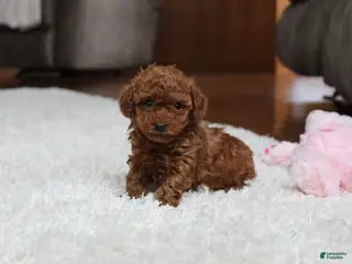 Toy Poodle dogs Teacup Allie - Ad 12