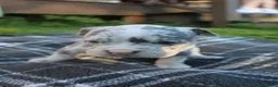 American Bully dogs for sale: Halo - Ad 5
