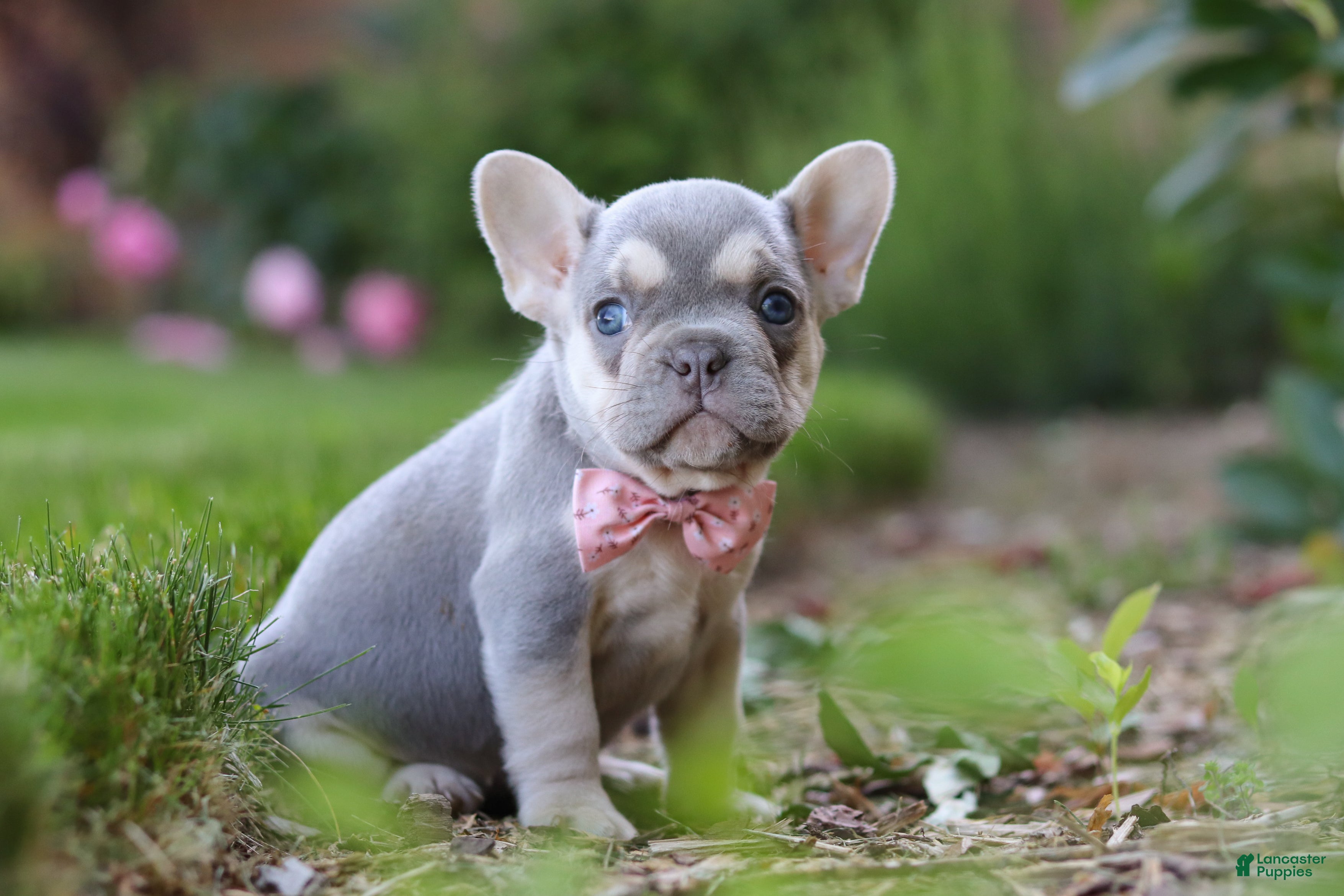 French Bulldog dogs for sale: Poppy - Ad 5