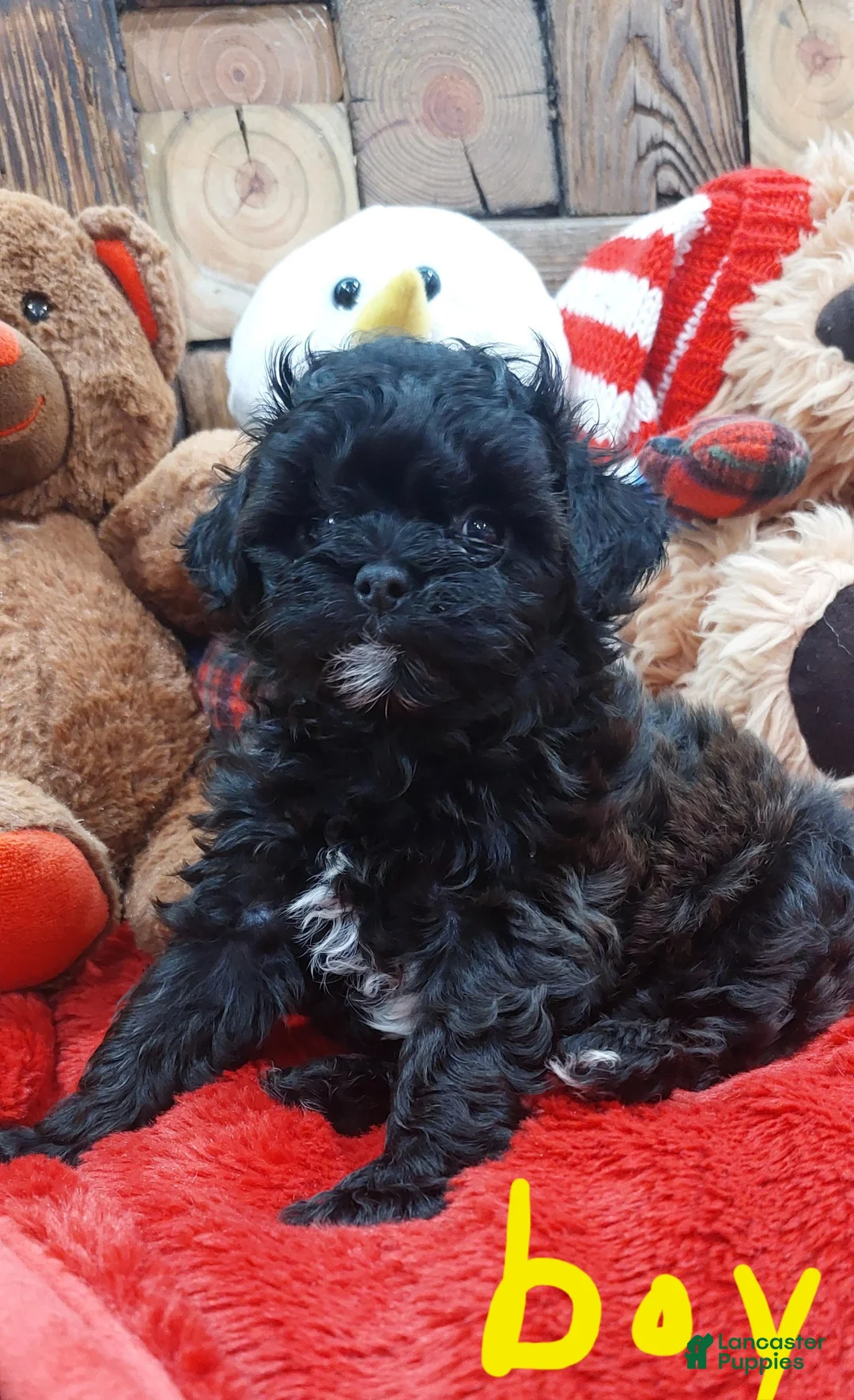 Shih Tzu dogs for sale: Shih Tzu Puppy 5 - Ad 1