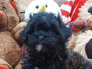 Shih Tzu dogs Shih Tzu Puppy 5 - Ad 3