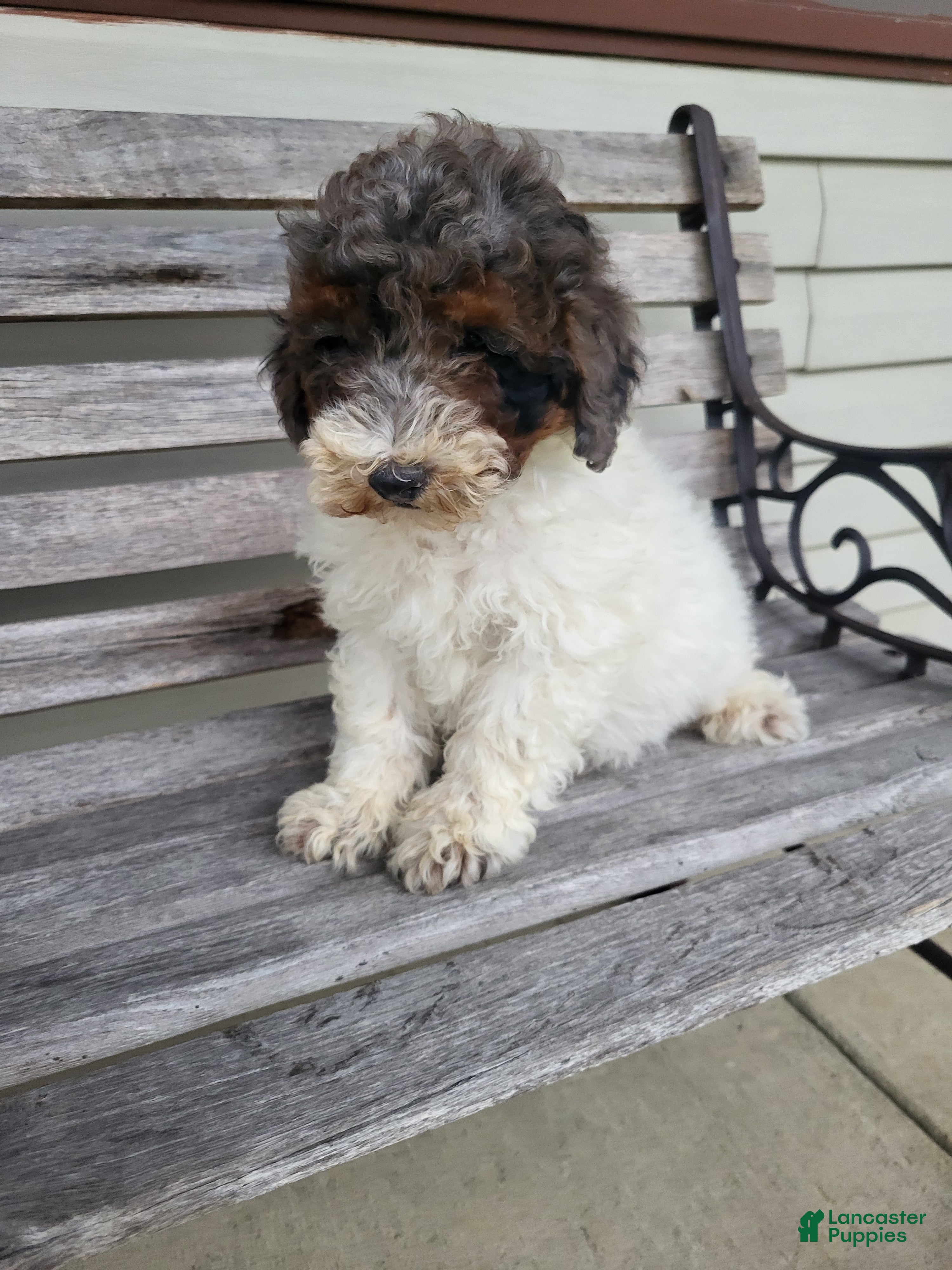 Miniature Poodle dogs Connor - Ad 1