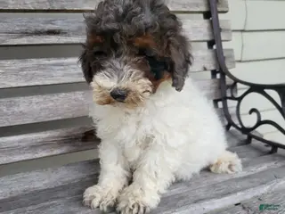 Miniature Poodle dogs for sale: Connor - Ad 2
