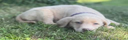 Labrador Retriever dogs for sale: Labrador Retriever 1 - Ad 1