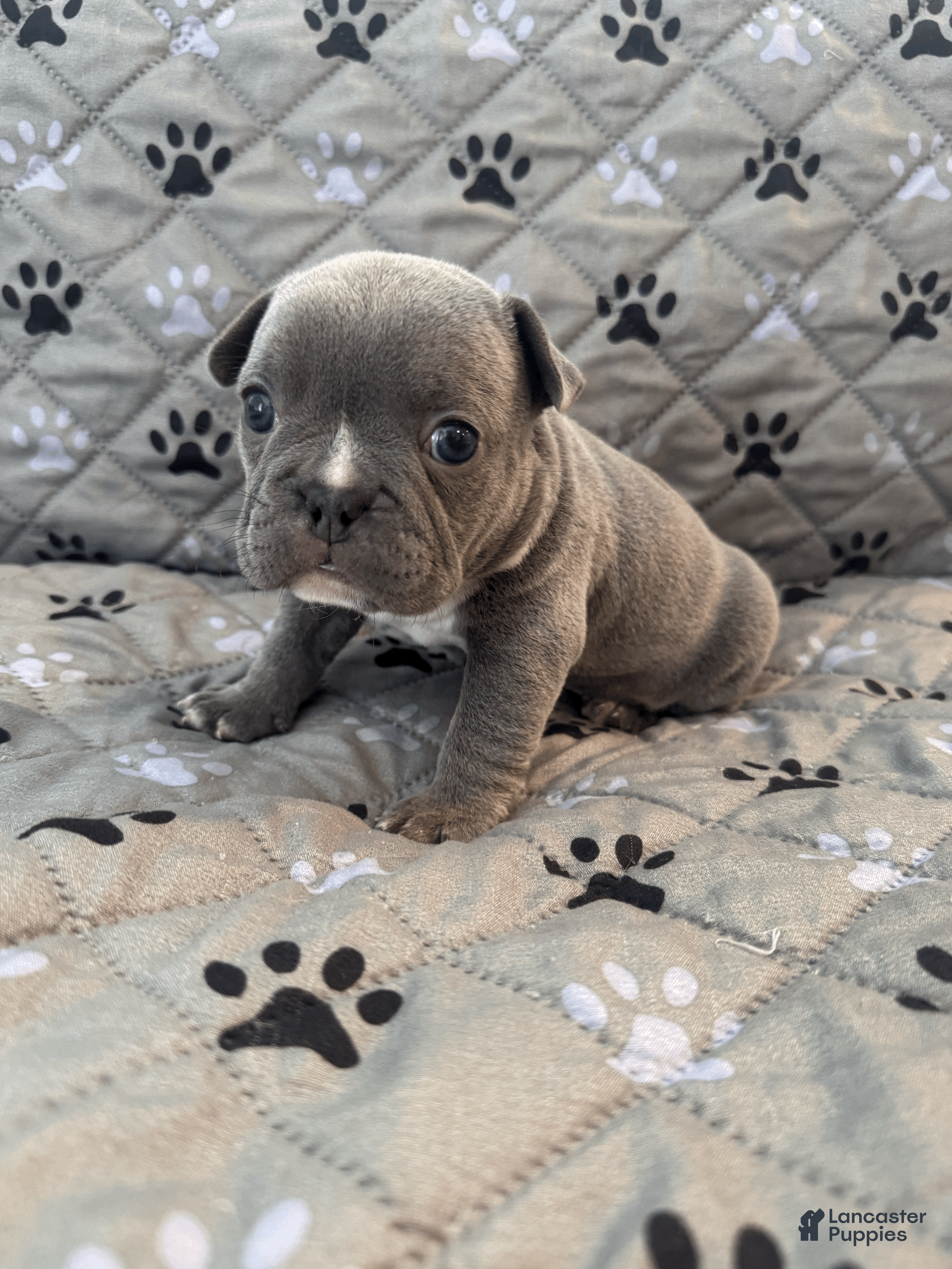 Mixed Breed dogs Blue Tricolored, Micro Bully Male - Ad 13