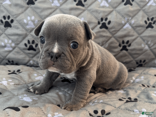 Mixed Breed dogs Blue Tricolored, Micro Bully Male - Ad 13