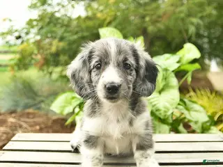 Miniature Dachshund dogs for sale: Jupiter - Ad 2