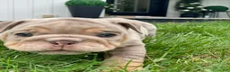 English Bulldog dogs for sale: ENID - Ad 9