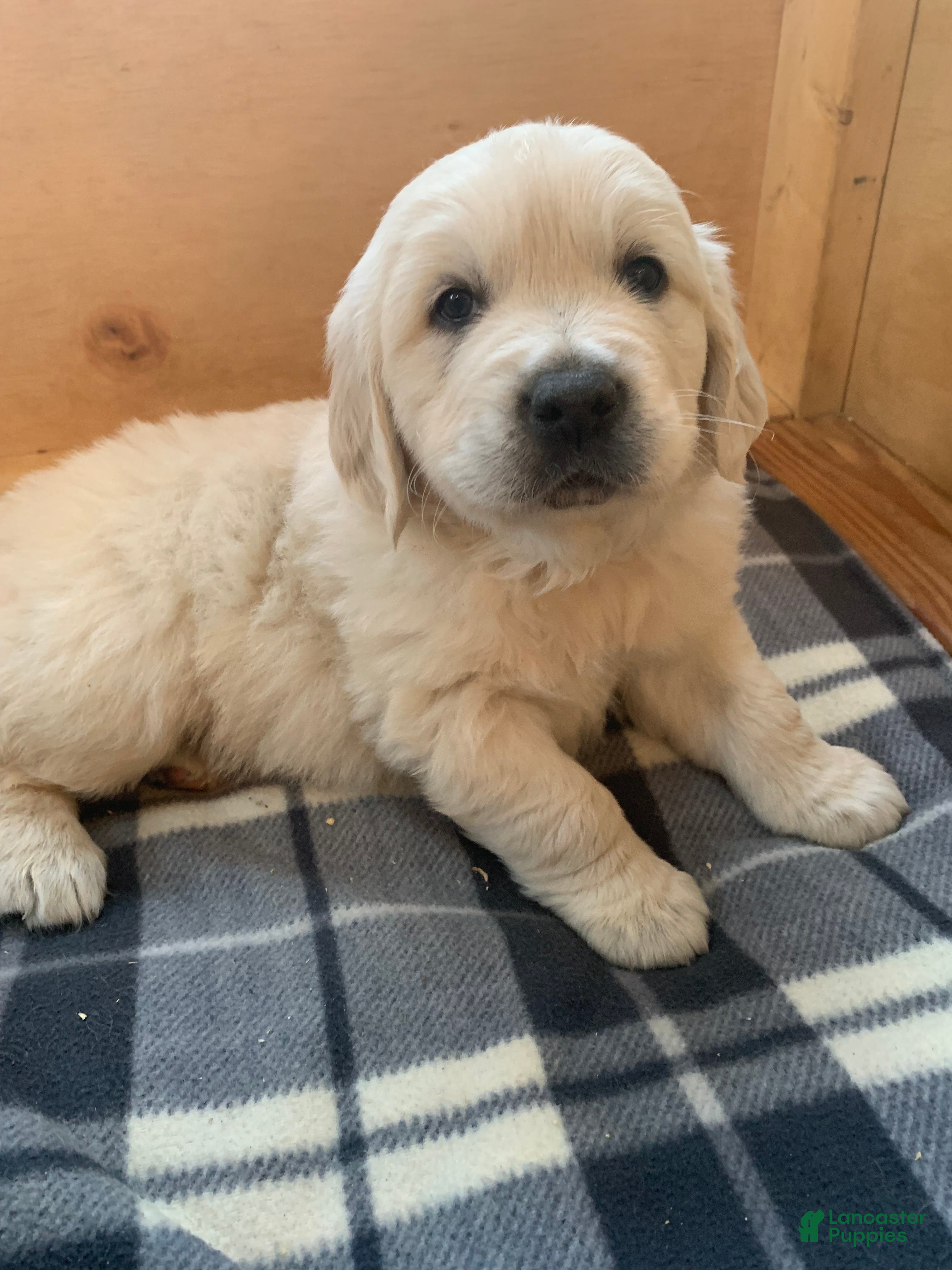 Golden Retriever dogs Duke - Ad 2