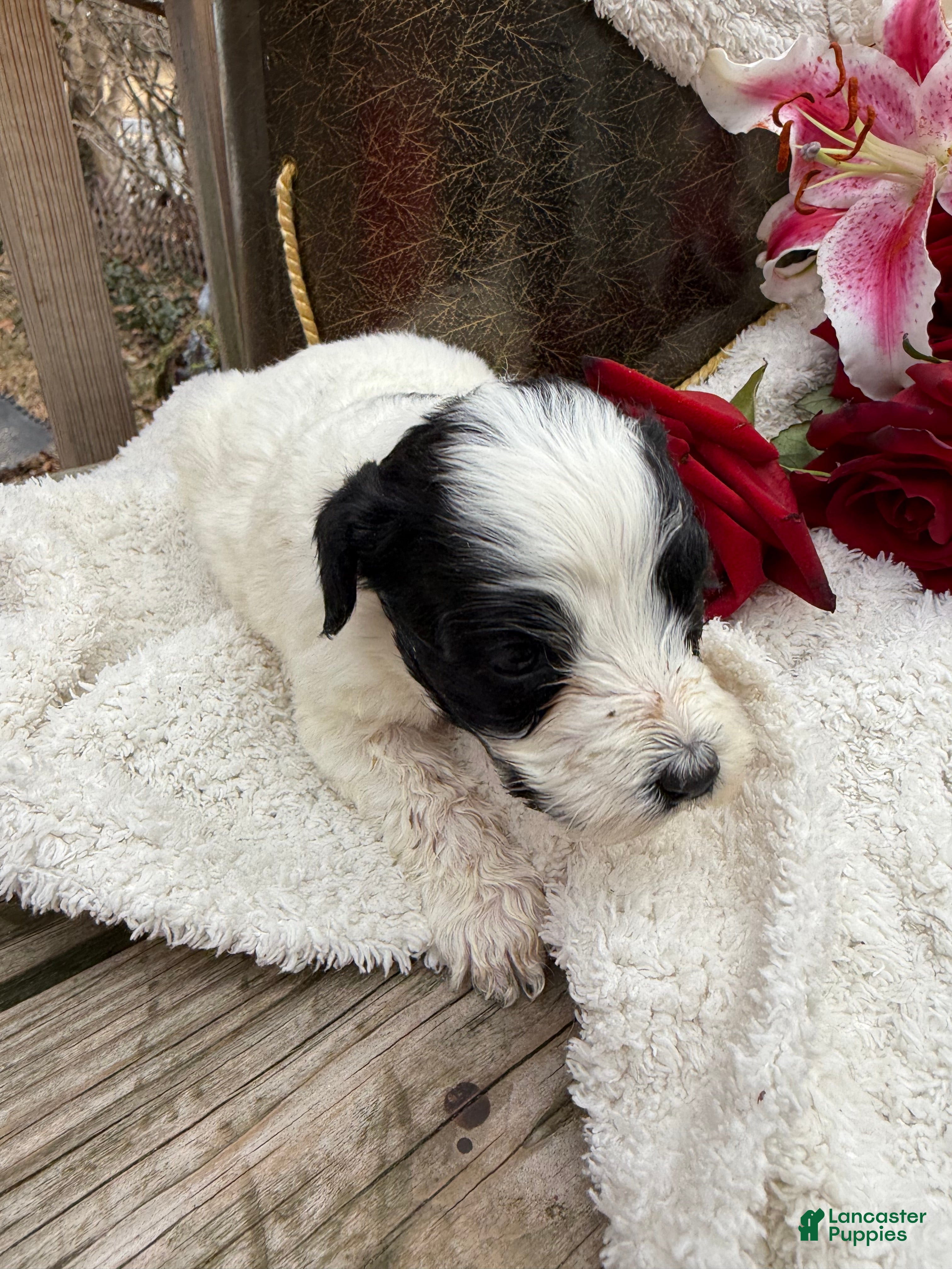 Mixed Breed dogs Lola - Ad 24