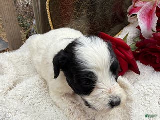 Mixed Breed dogs Lola - Ad 24