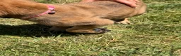 English Mastiff dogs for sale: Puppy 2 - Ad 3