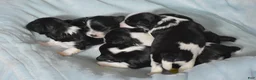 Havanese dogs for sale: Kayla - Ad 5