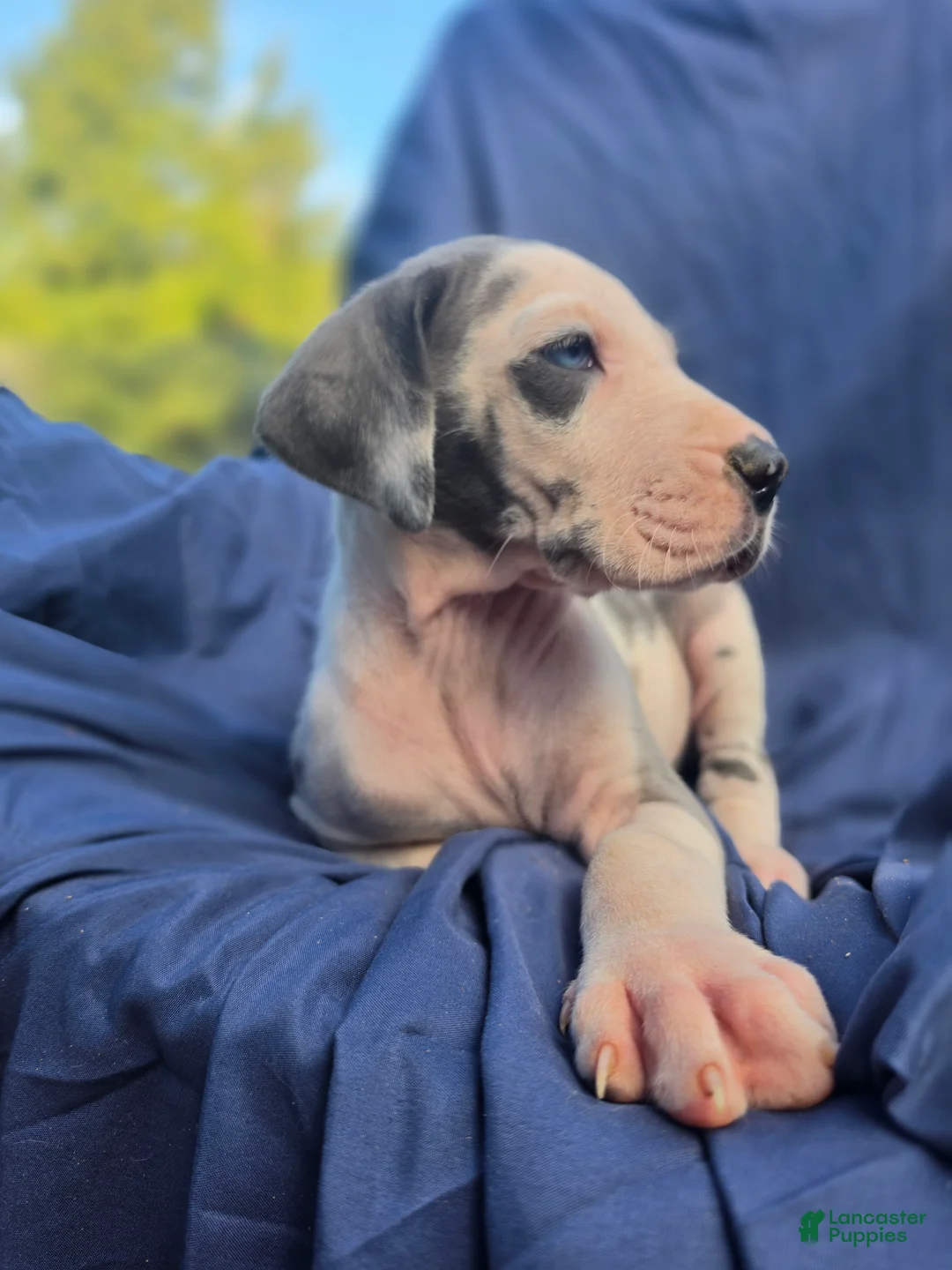 Great Dane dogs for sale: Blue - Ad 3