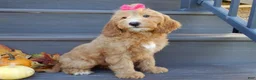 Mini Goldendoodle dogs for sale: Ginger - Ad 3
