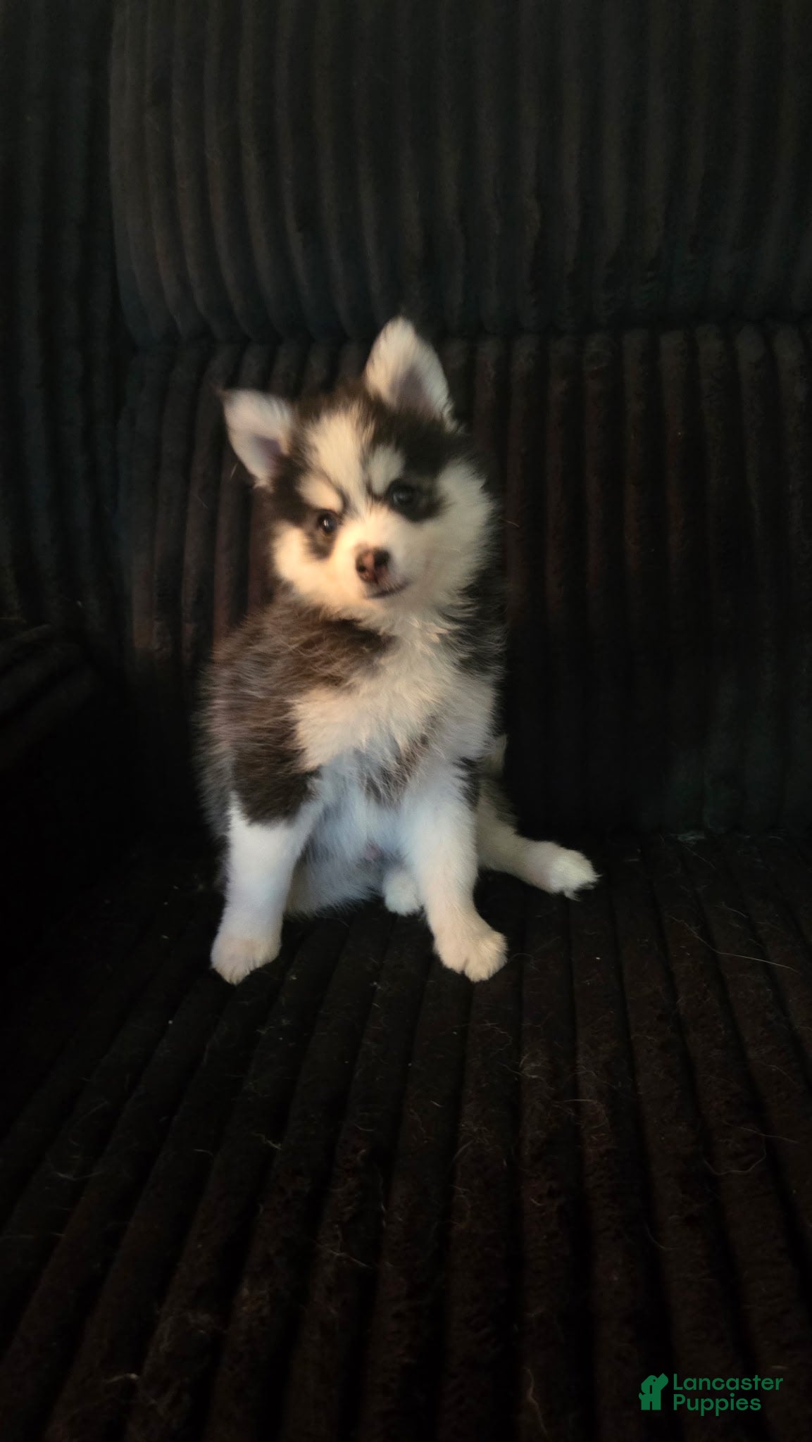 Pomsky dogs Deniz  - Ad 3