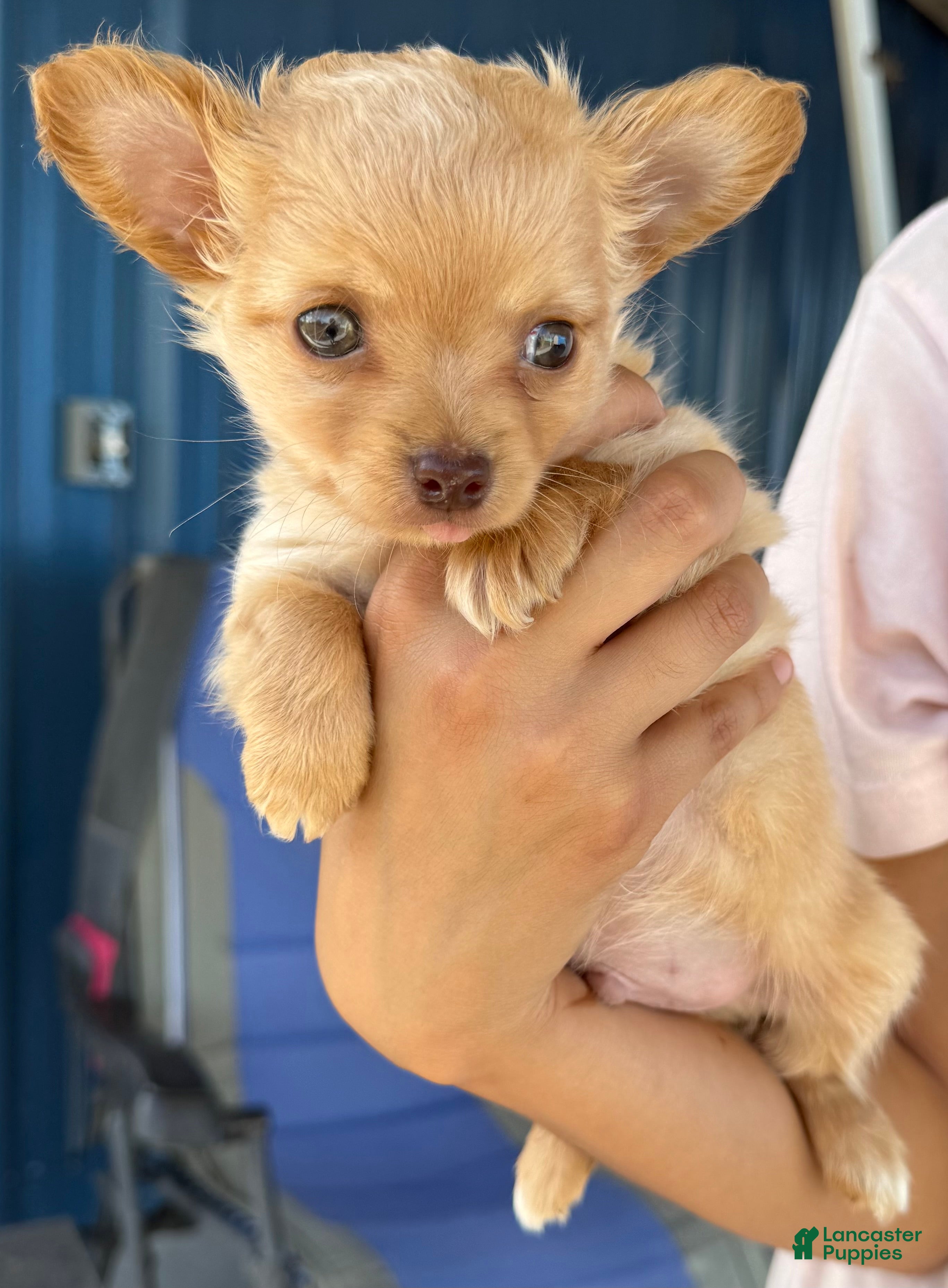 Chihuahua dogs Ozzy long hair - Ad 1