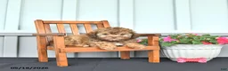 Shihpoo dogs for sale: Sophie - Ad 5