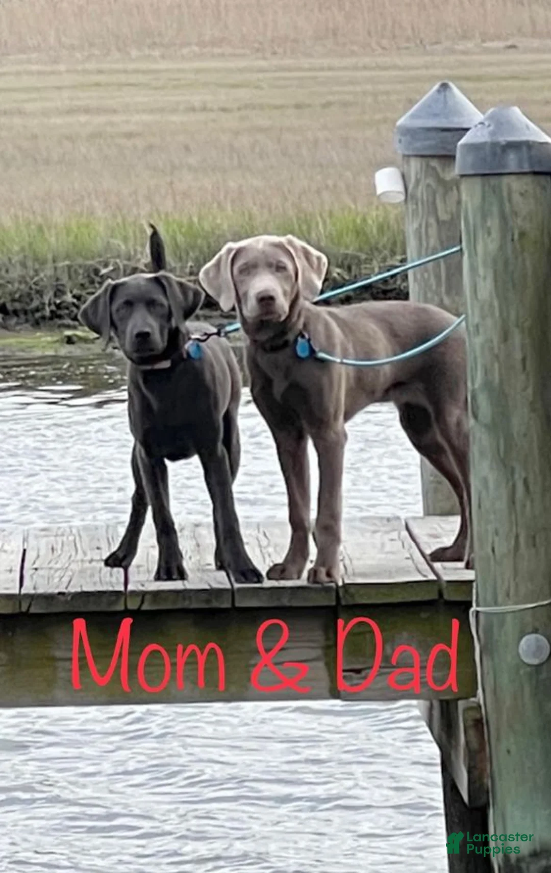 Labrador Retriever dogs for sale: Scout - Ad 6