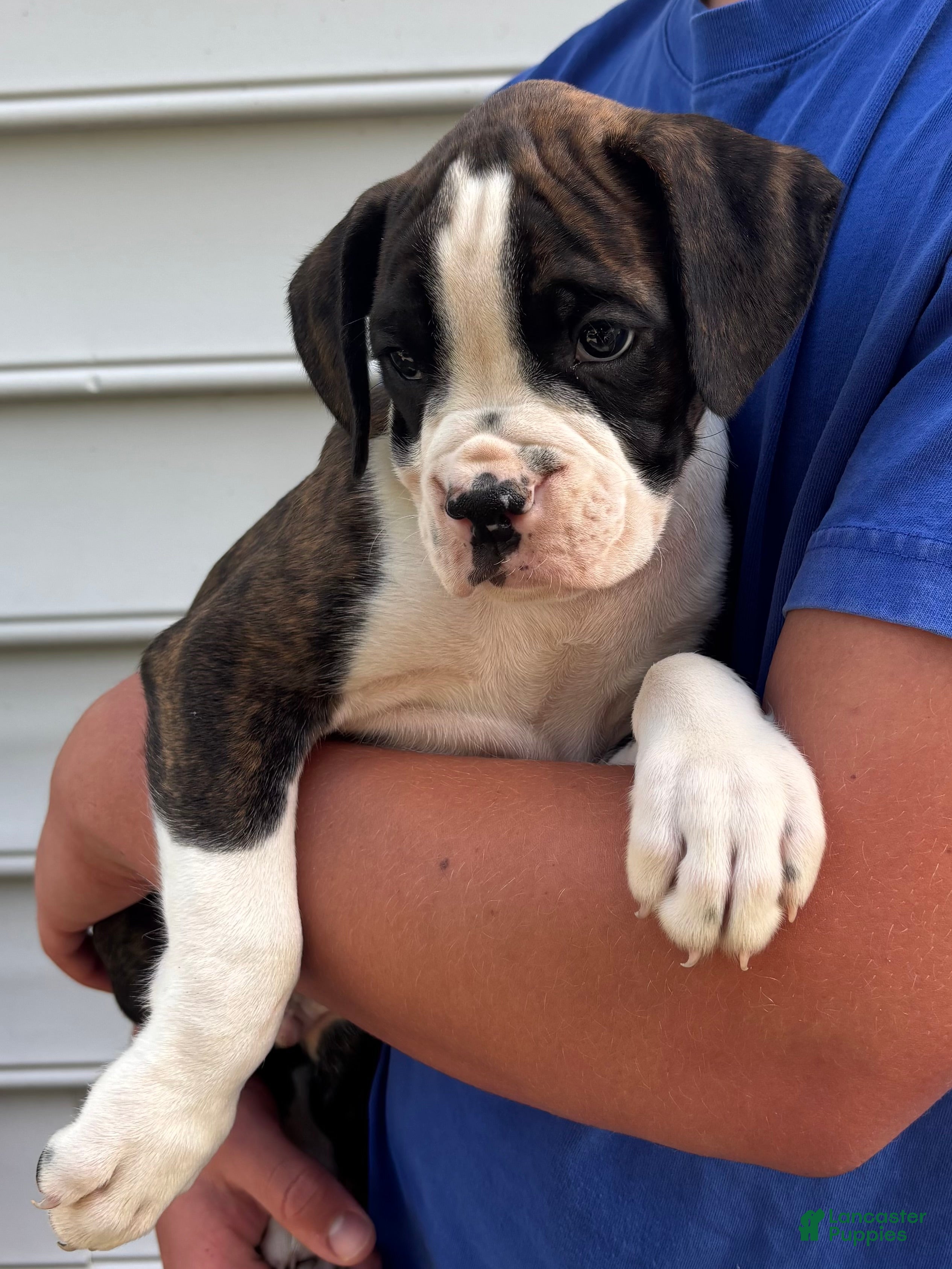 Boxer dogs Garth - Ad 38