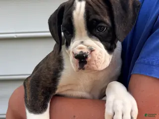 Boxer dogs Garth - Ad 38