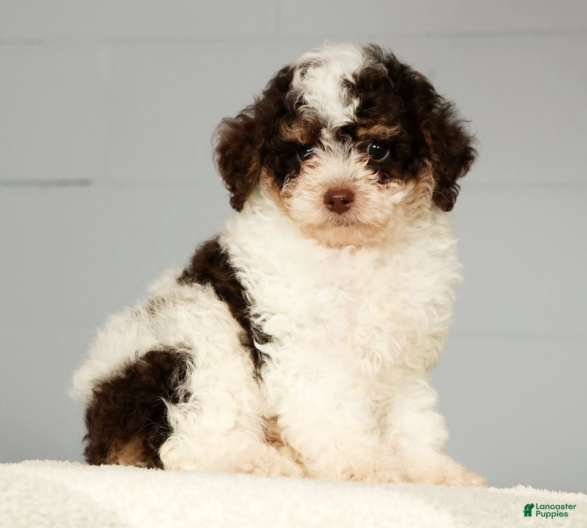 Miniature Poodle dogs for sale: Patches - Ad 3